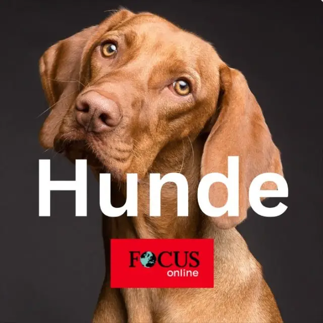 Kanal WhatsApp Hunde: Die besten Tipps für Hundehalter