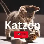 Katzen: Die besten Tipps für Katzenhalter🐱 Channel