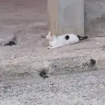 😂 ملصقات ضحك 🎭 ملصقات منوعه ضحك نكت Channel